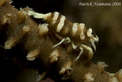 Whip Coral Shrimp taken in Anilao with Canon 400D + 100mm... by Patrick Neumann 